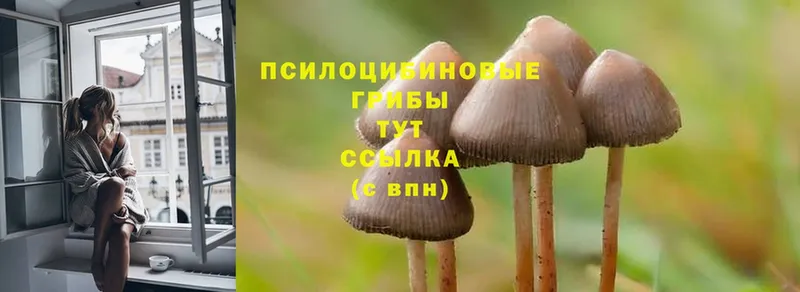 Галлюциногенные грибы Psilocybe  hydra сайт  Куровское 